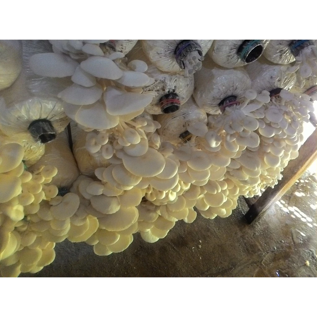 Mushrooms