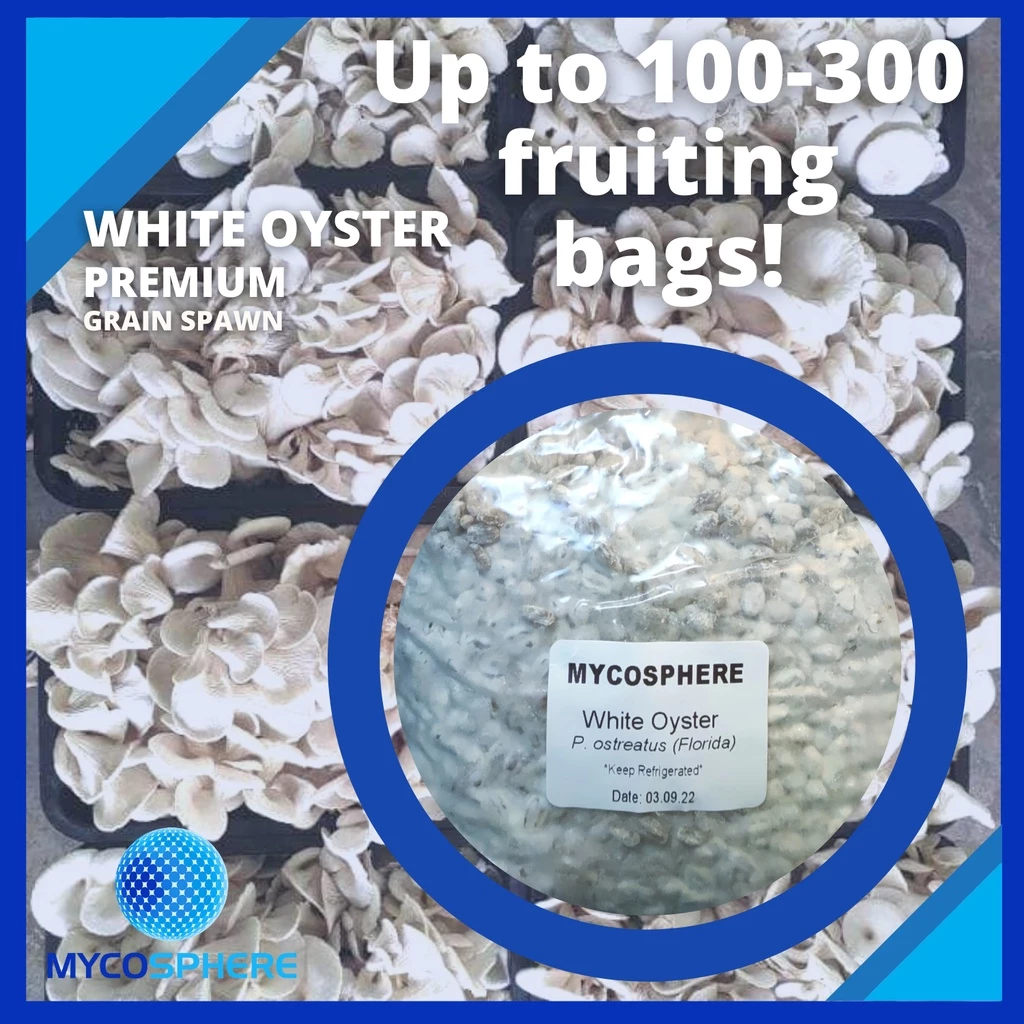 Mushroom Spawn - White Oyster Planting Spawn F1-2