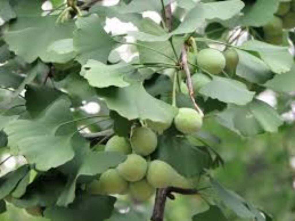 Ginkgo Biloba