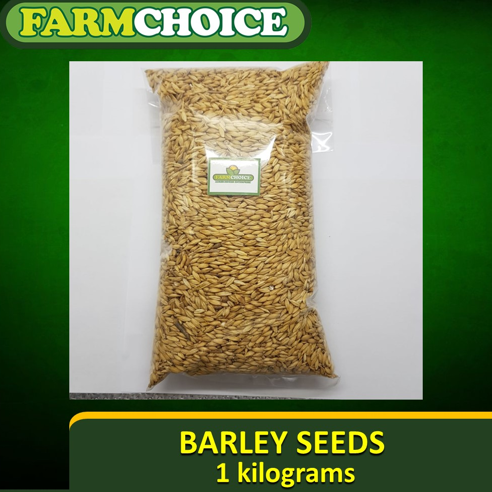 Barley Seeds for Microgreens and Sprouts