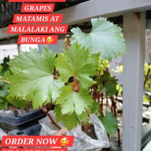 Red Cardinal Grape Seedlings