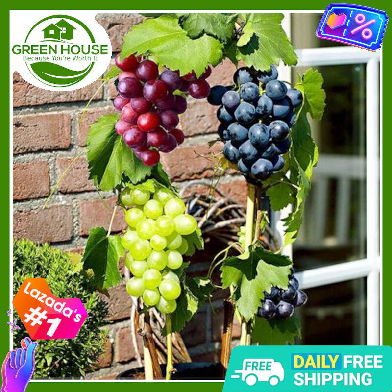 Green House Bonsai Grape Seeds for Planting Fruits