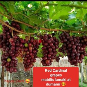 Red Cardinal Grape Seedlings