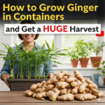 Ginger