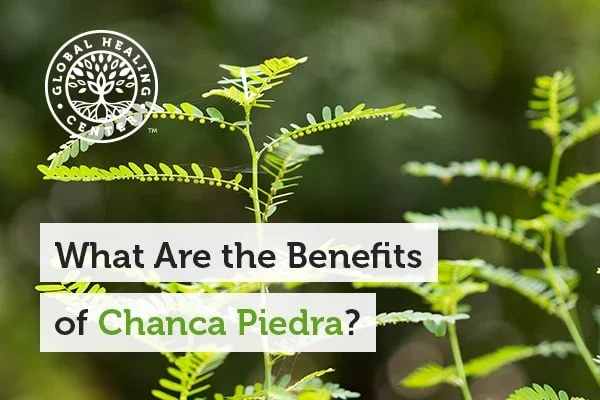 Chanca Piedra