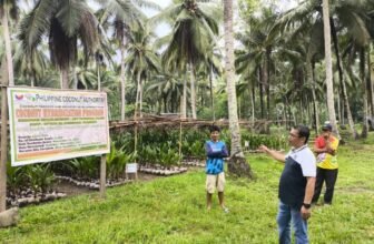 PCA rolls out expanded assistance programs to strengthen Palawan's coconut industry