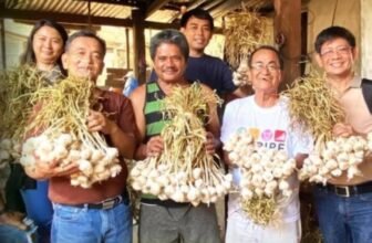 MMSU uses gamma irradiation to develop new Ilocos garlic varieties, aims to boost local industry