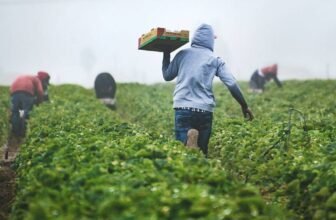 Agri trade deficit widens