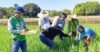PhilRice pushes IPM vs golden apple snail