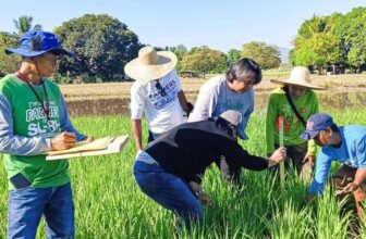 PhilRice pushes IPM vs golden apple snail