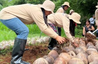 ATI intensifies support for Bataan coconut farmers