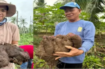 Searca highlights climate-resilient farming, promising ube varieties