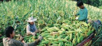 Study shows importance of corn variety selection
