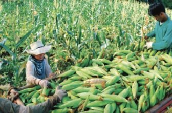 Study shows importance of corn variety selection