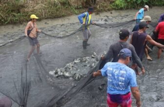 Fishpond operation ensures better tilapia harvest in Abra town