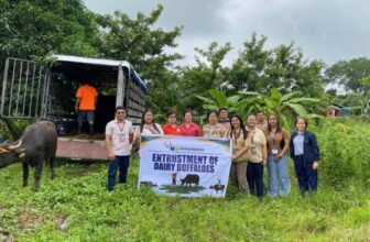 Carabao center expands buffalo entrustment in Nueva Ecija