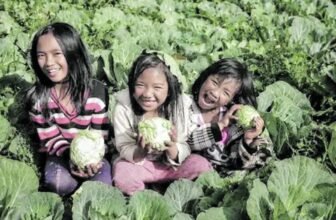 Feeding programs benefit small farmers          