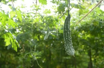 Bitter Melon Benefits and Side Effects