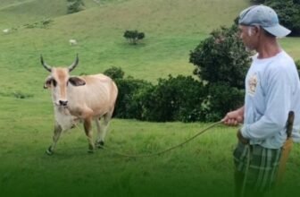 Cattle farming gradually expanding in Batanes