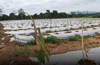 Ube positioned as a high- value crop in Region 2