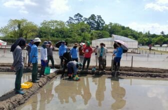 IRRI-BASF project probes rice methane emissions