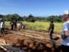 Ilocos Norte applying GAP on onion production