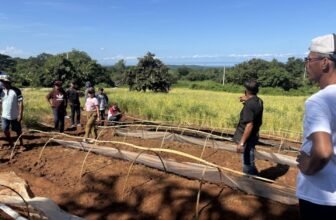 Ilocos Norte applying GAP on onion production