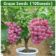 100 Pcs Grape Seeds – Fruit & Bonsai Planting