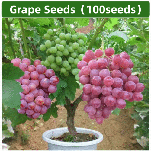 100 Pcs Grape Seeds – Fruit & Bonsai Planting