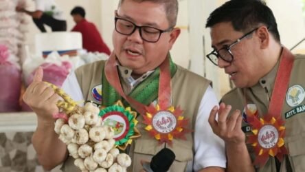 Lubang eyed as key garlic supplier; DA seeking ways to increase island's garlic output