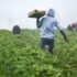 MMSU uses gamma irradiation to develop new Ilocos garlic varieties, aims to boost local industry