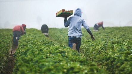 Agri trade deficit widens