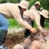 Aurora coconut farmers back Marcos' 100-million tree target