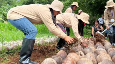 ATI intensifies support for Bataan coconut farmers