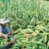 DOST developing forest DNA database