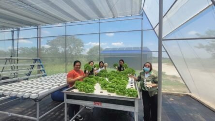 Urban agriculture takes root in Isabela