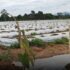 Bataan farmers get cold storage facility