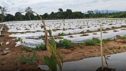 Ube positioned as a high- value crop in Region 2