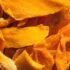 Searca updates biotech training for public servants with science-based module