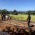 Leyte inaugurates rice processing center
