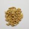 Barley Seeds for Microgreens and Sprouts