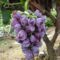 100 Pcs Grape Seeds – Fruit & Bonsai Planting
