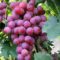 100 Pcs Grape Seeds – Fruit & Bonsai Planting