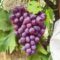 100 Pcs Grape Seeds – Fruit & Bonsai Planting