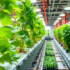 Top 5 Benefits Of Growing Food Vertically