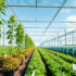 The Cost Of Vertical Farming: Is It Worth It?