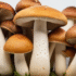 The Truth About Mushroom Supplements And Your Body