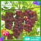 Green House Bonsai Grape Seeds for Planting Fruits