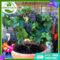 Green House Bonsai Grape Seeds for Planting Fruits