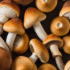 The Truth About Mushroom Supplements And Your Body
